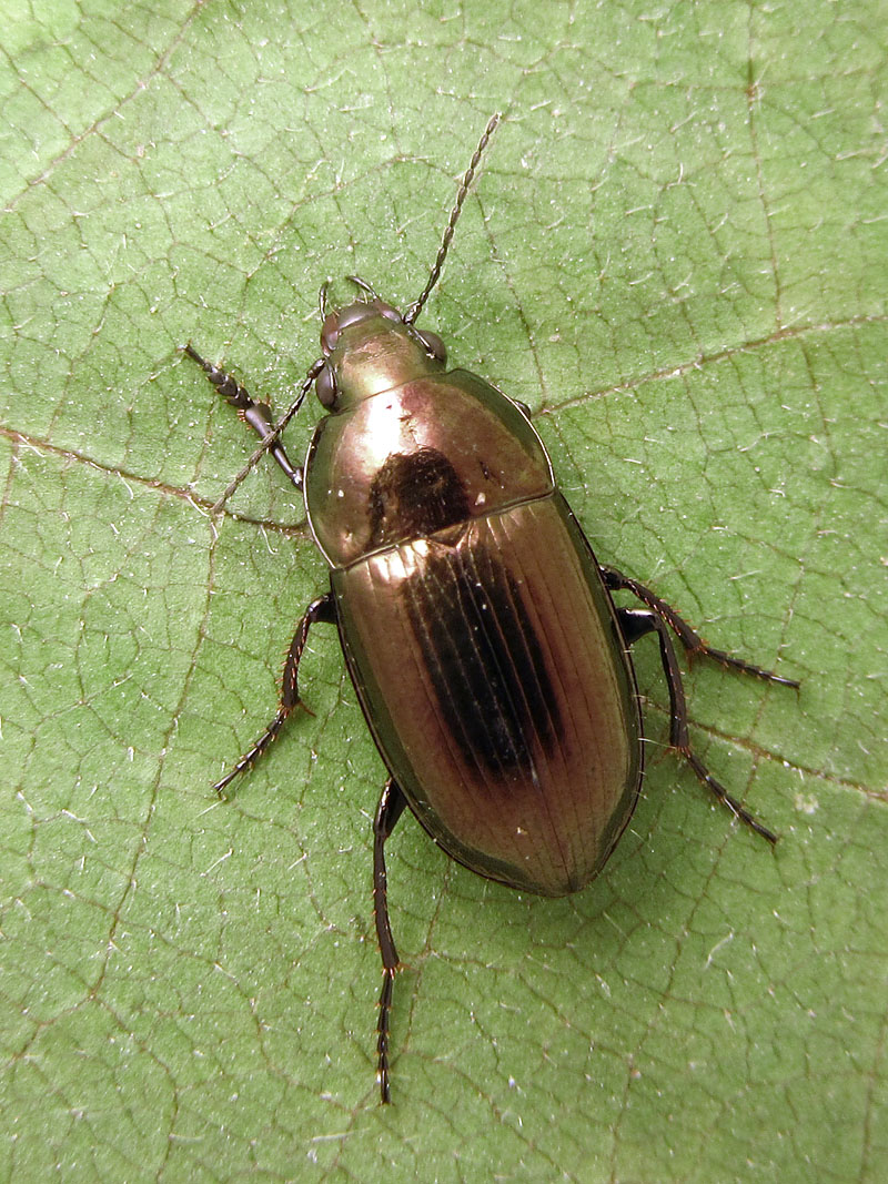 Carabidae:  Amara sp.